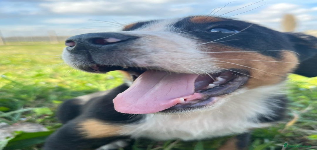 Immagine della galleria {{count}}