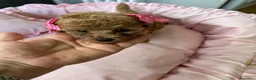 Barboncino Toy cani in vendita: Cucciole barboncino toy - Annuncio 6