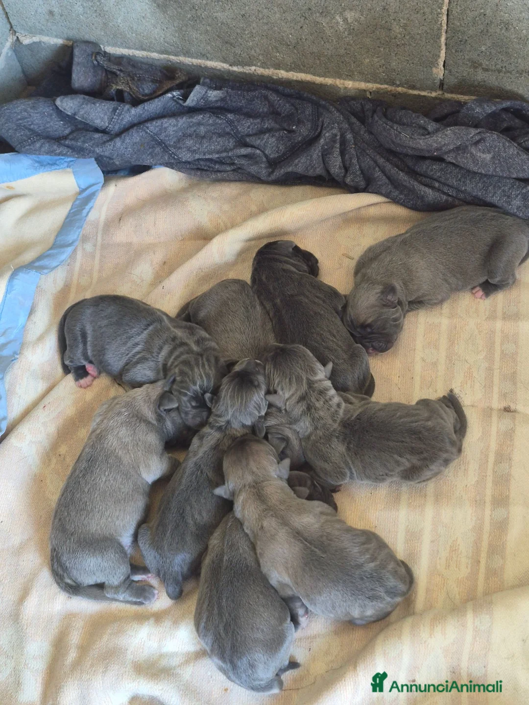 Cane Corso cani in vendita: Cane corso - Annuncio 1