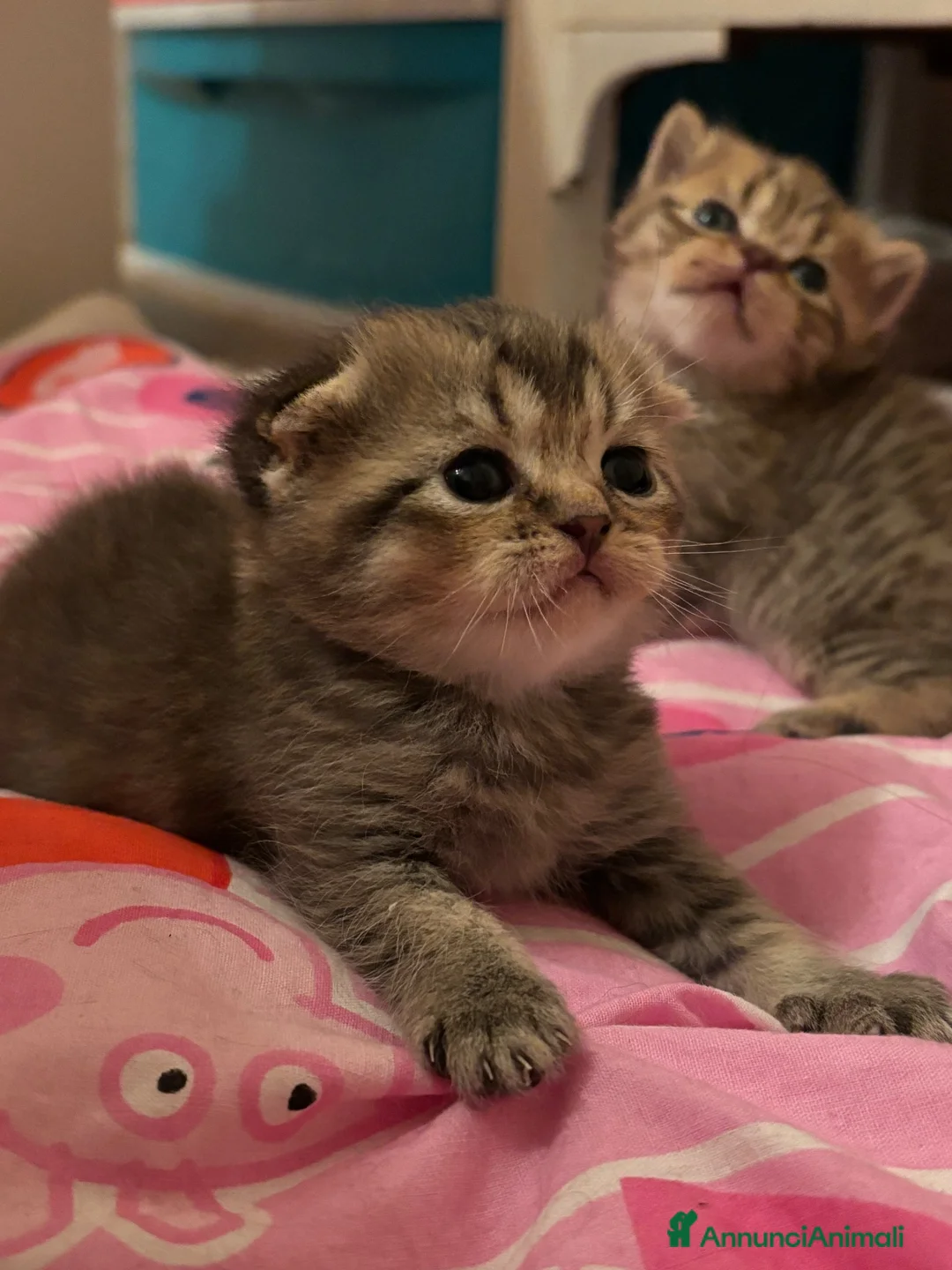Scottish gatti in vendita: Vendesi scottish Fold/straight a Provincia di Pisa - Annuncio 8