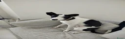 Meticcio cani in regalo: Pongo cane dolcissimo  a Provincia di Bergamo - Annuncio 4