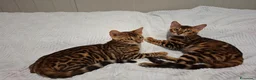 Bengala gatti in vendita: Gattini razza bengala  - Annuncio 9