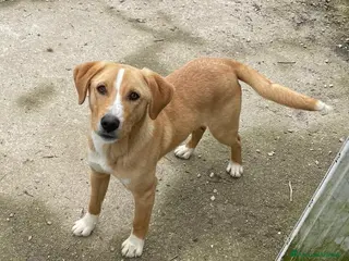 Meticcio cani OLIVER ASPETTA TE - Annuncio 15