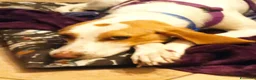 Segugio cani in regalo: Segugia in cerca di adozione - Annuncio 3