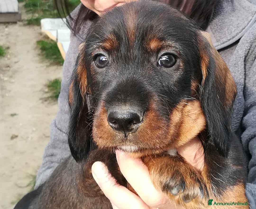 Bassotto cani in vendita: Bassotto pelo duro  - Annuncio 13