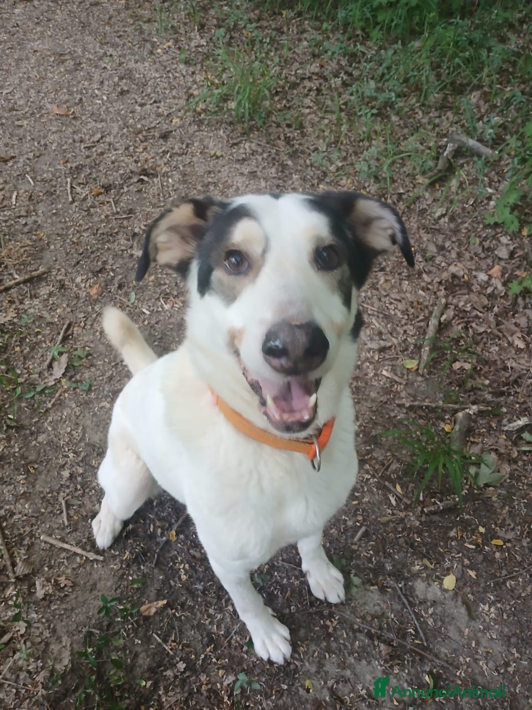 Meticcio cani in regalo: POLDO a Città Metropolitana di Genova - Annuncio 5