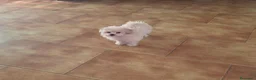 Volpino Pomerania cani in vendita: Spitz pomerania  - Annuncio 3