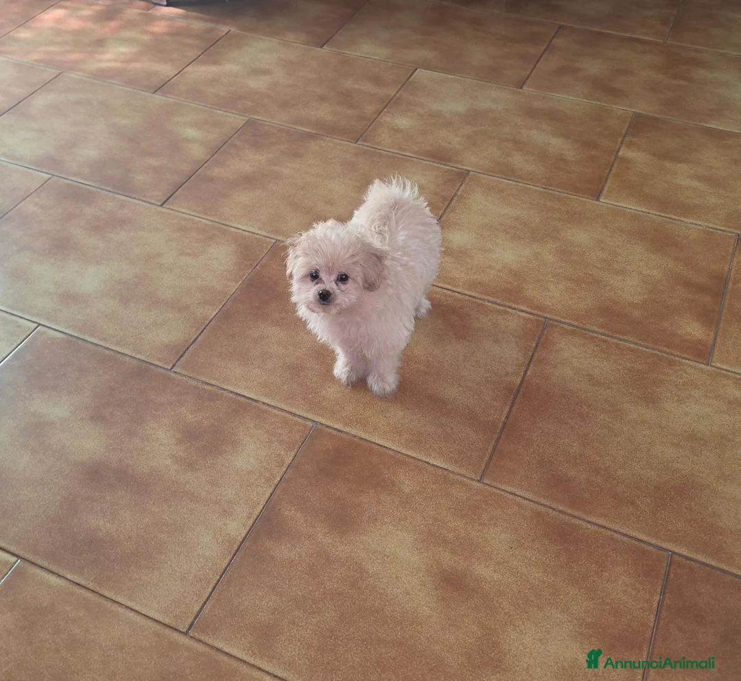 Volpino Pomerania cani in vendita: Spitz pomerania  - Annuncio 3