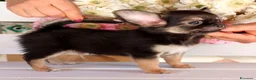 Chihuahua cani in vendita: Cuccioli chihuahua pedigree enci  - Annuncio 2