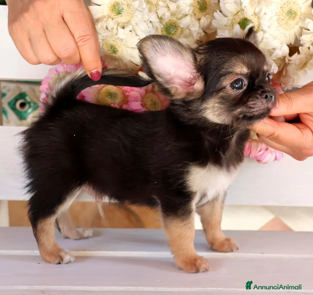 Chihuahua cani in vendita: Cuccioli chihuahua pedigree enci  - Annuncio 2