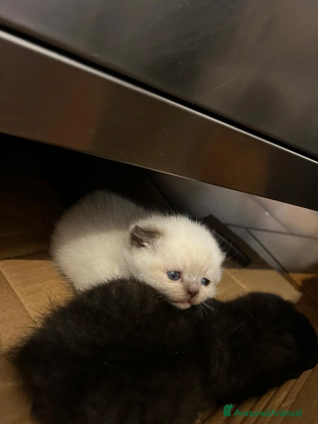Scottish gatti in vendita: Scottish fold - Annuncio 2