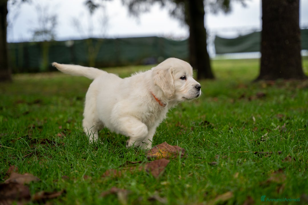 Golden Retriever cani in vendita: cuccioli di golden retriever a Provincia di Rovigo - Immagine 6