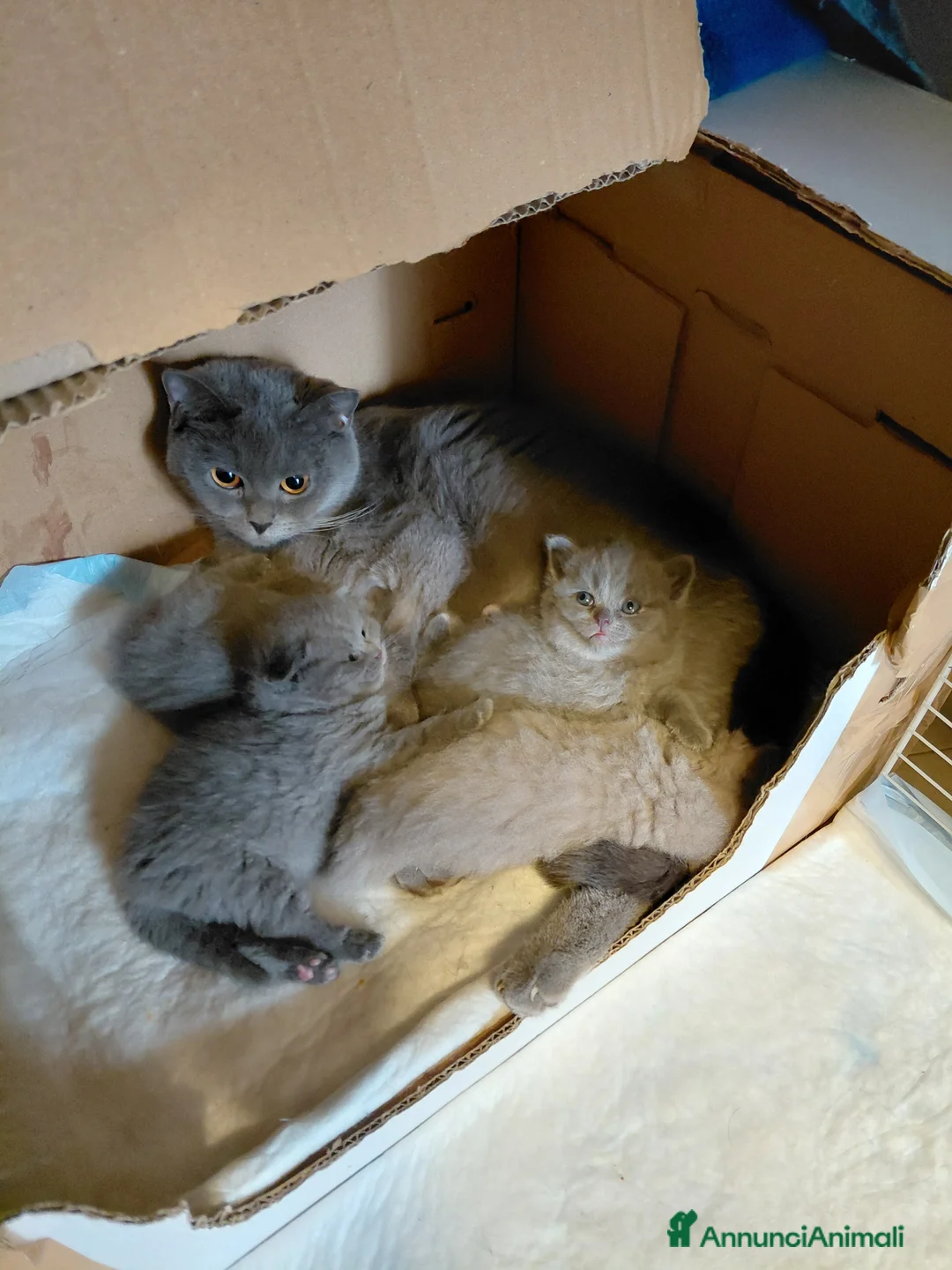 Scottish gatti in vendita: Scottish Fold  - Annuncio 9