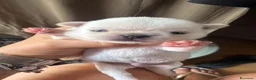Chihuahua cani in vendita: cuccioli chihuahua - Annuncio 8