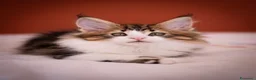 Maine Coon gatti in vendita: Gattino perfetto dall'alevamento Mainemarie - Annuncio 3