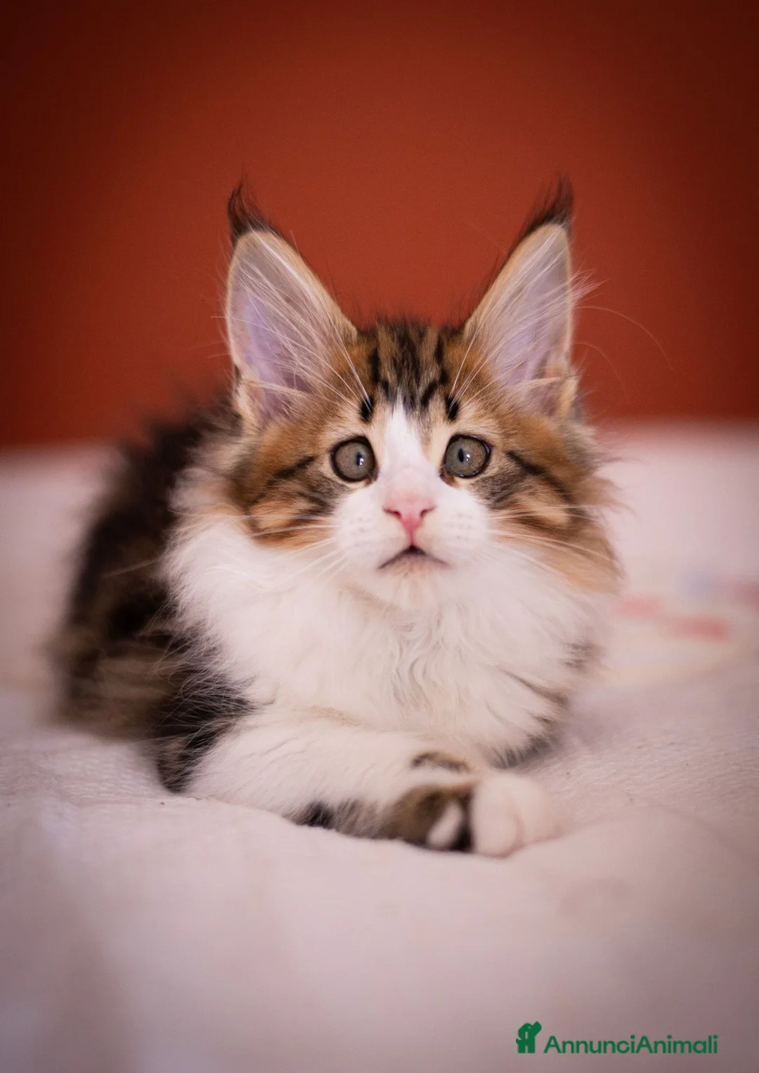 Maine Coon gatti in vendita: Gattino perfetto dall'alevamento Mainemarie - Annuncio 10