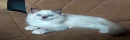 Ragdoll gatti in vendita: Ultimi due maschietti RAGDOLL - Annuncio 2
