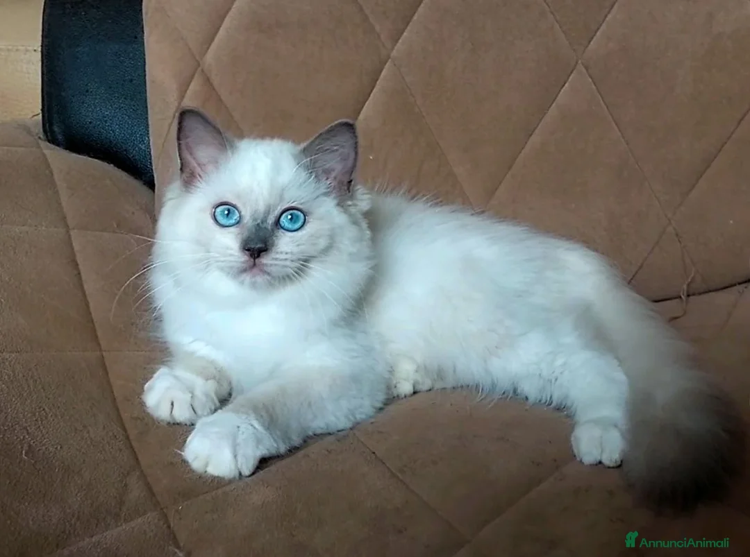 Ragdoll gatti in vendita: Ultimi due maschietti RAGDOLL - Annuncio 2