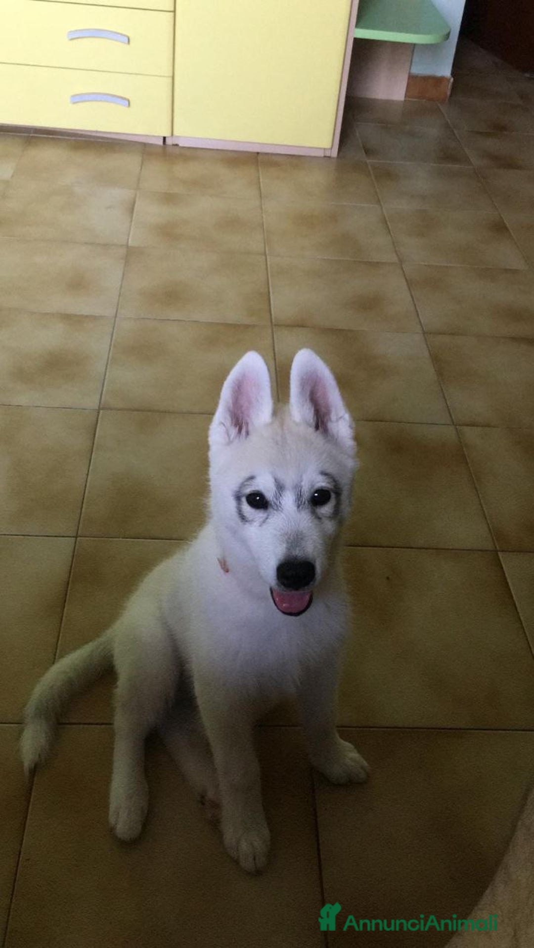 Husky cani per accoppiamento: Cerco femmina di Husky per accoppiamento(pedigree) a Città Metropolitana di Napoli - Immagine 6