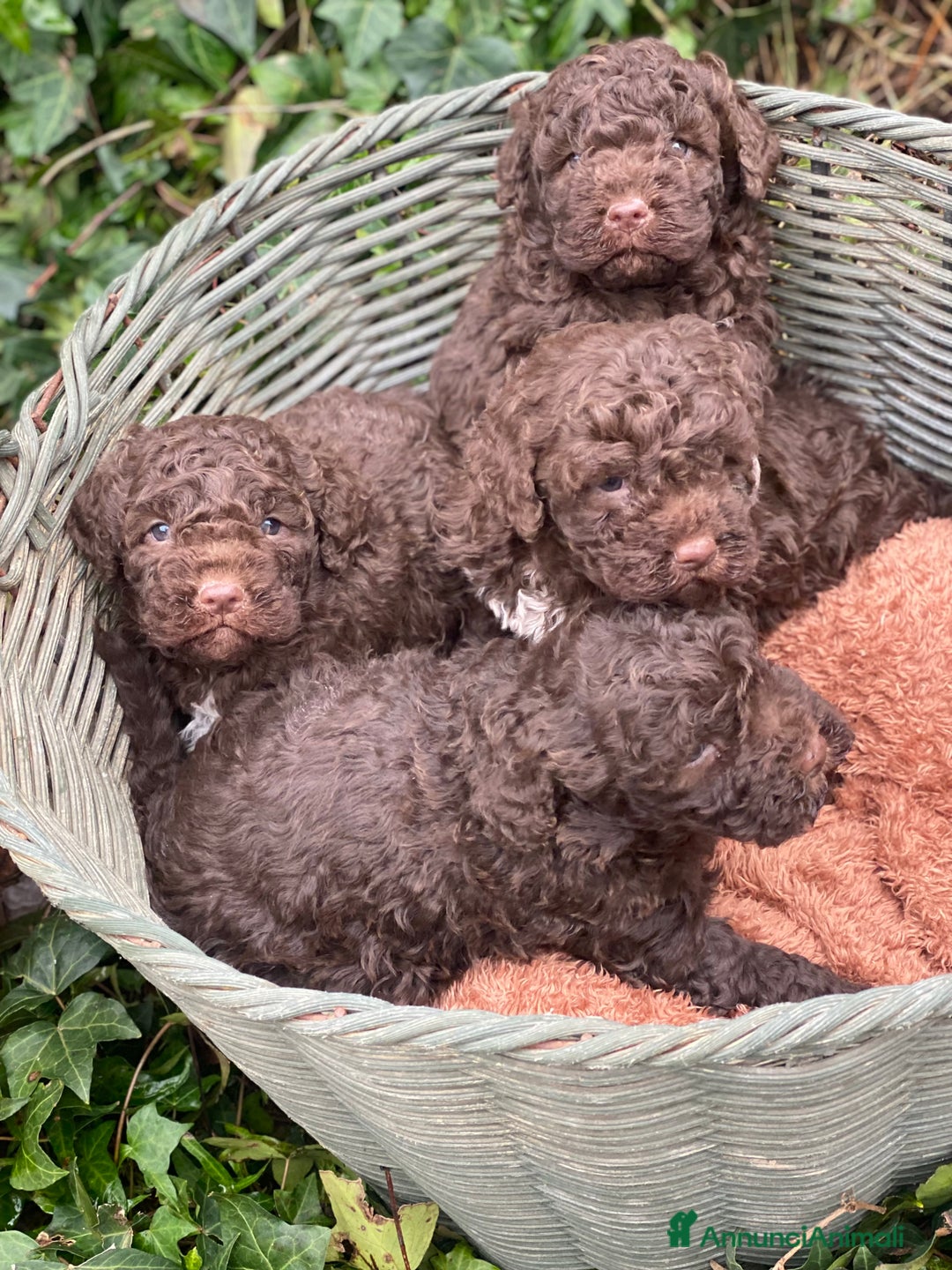 Lagotto cani in vendita: Cuccioli di lagotto disponibili  a Provincia di Asti - Immagine 10