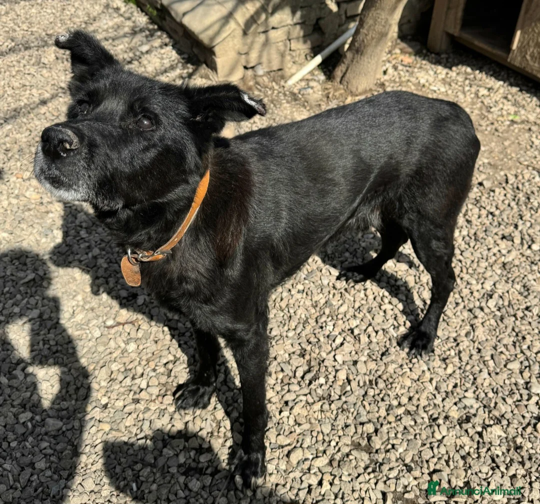 Meticcio cani in regalo: Ottavio 9 anni Taglia media grande  a Provincia di Teramo - Annuncio 1