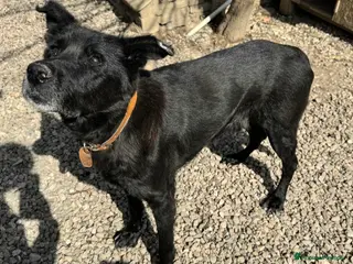 Meticcio cani Ottavio 9 anni Taglia media grande - Annuncio 1