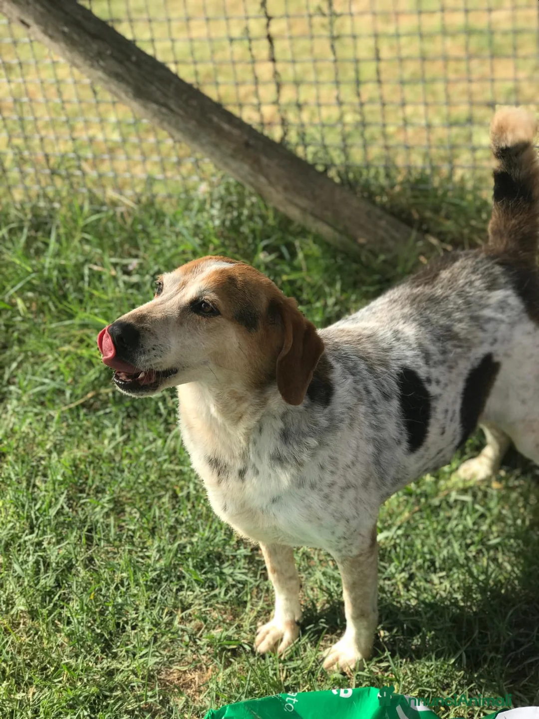 Meticcio cani in regalo: BILLY, simil beagle diversamente giovane a Provincia di Latina - Annuncio 3