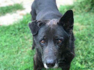 Meticcio cani Nonno Martin, adozione del cuoricino - Annuncio 18