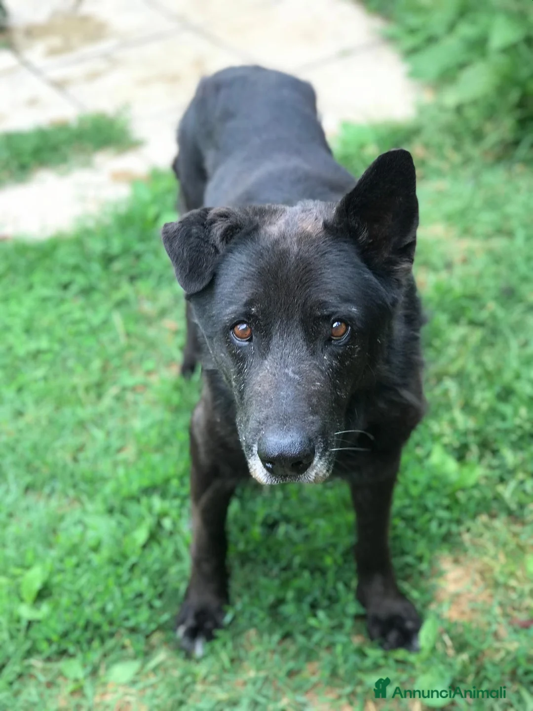 Meticcio cani in regalo: Nonno Martin, adozione del cuoricino - Annuncio 1