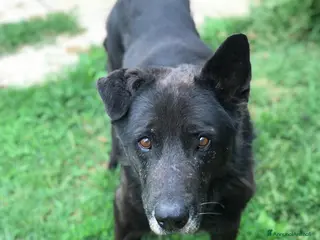 Meticcio cani Nonno Martin, adozione del cuoricino - Annuncio 19