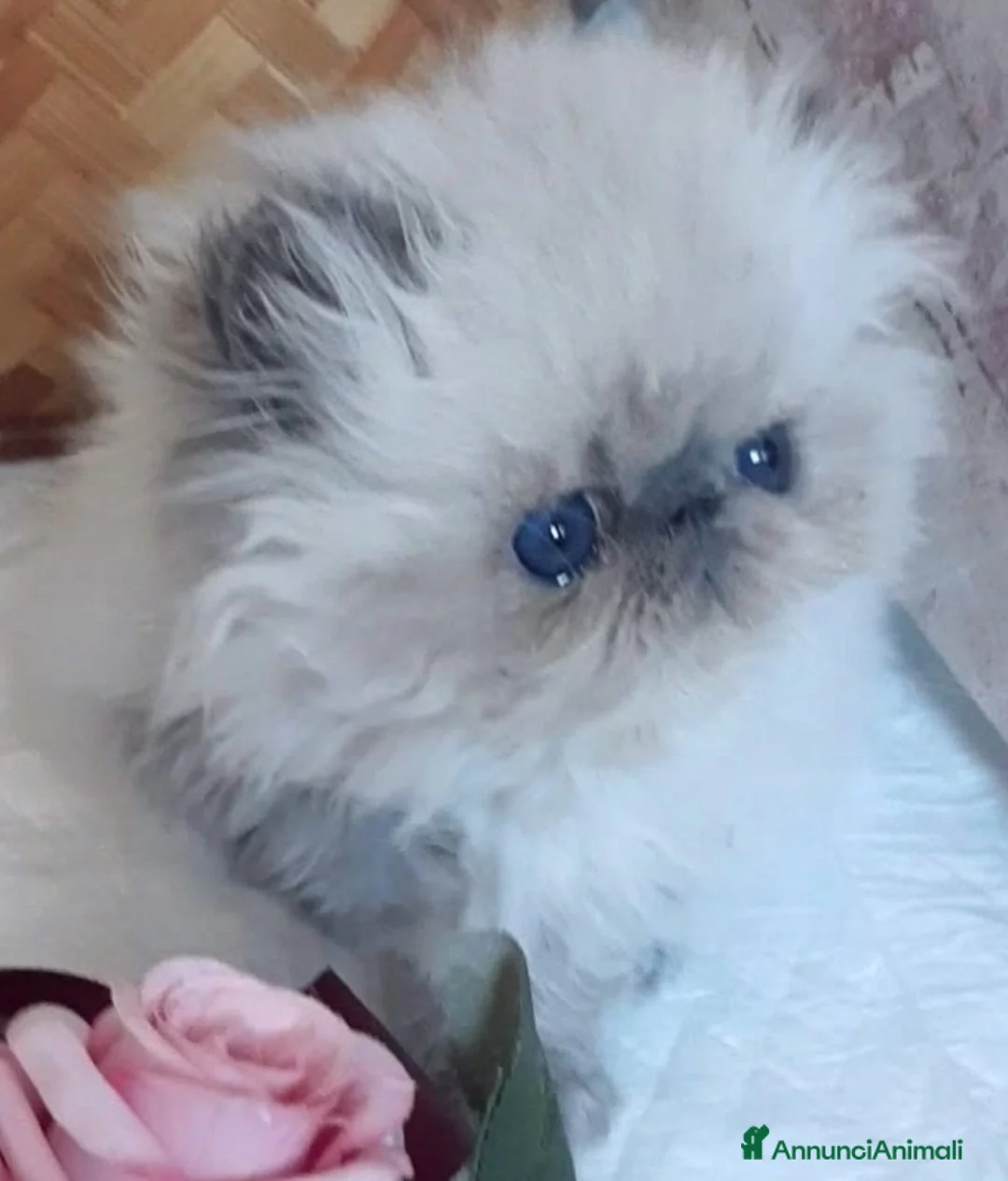 Persiano gatti in vendita: Disponibili cuccioli persiani altissima genealogia - Annuncio 7