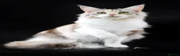 Maine Coon gatti in vendita: Litter F Dolci Fusa - Annuncio 5