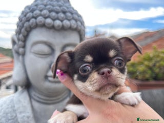 Chihuahua cani Chihuahua chocolate Pedigree ENCI - Annuncio 21