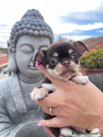 Chihuahua cani - Annuncio 5