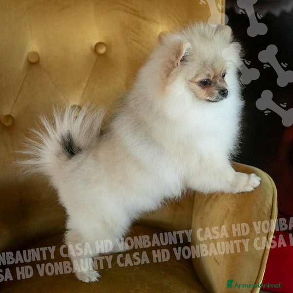 Volpino Pomerania cani Cuccioli Spitz Nano di Pomerania - Annuncio 1