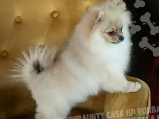 Volpino Pomerania cani Cuccioli Spitz Nano di Pomerania - Annuncio 1