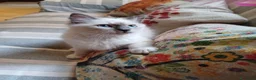 Sacro di Birmania gatti in vendita: Gattino sacro di Birmania a Città metropolitana di Milano - Annuncio 4