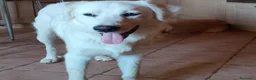 Meticcio cani in regalo: Cody, giovanotto bravo con tutti - Annuncio 4