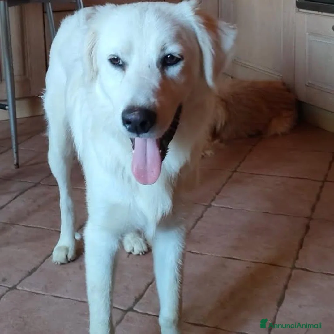 Meticcio cani in regalo: Cody, giovanotto bravo con tutti - Annuncio 4