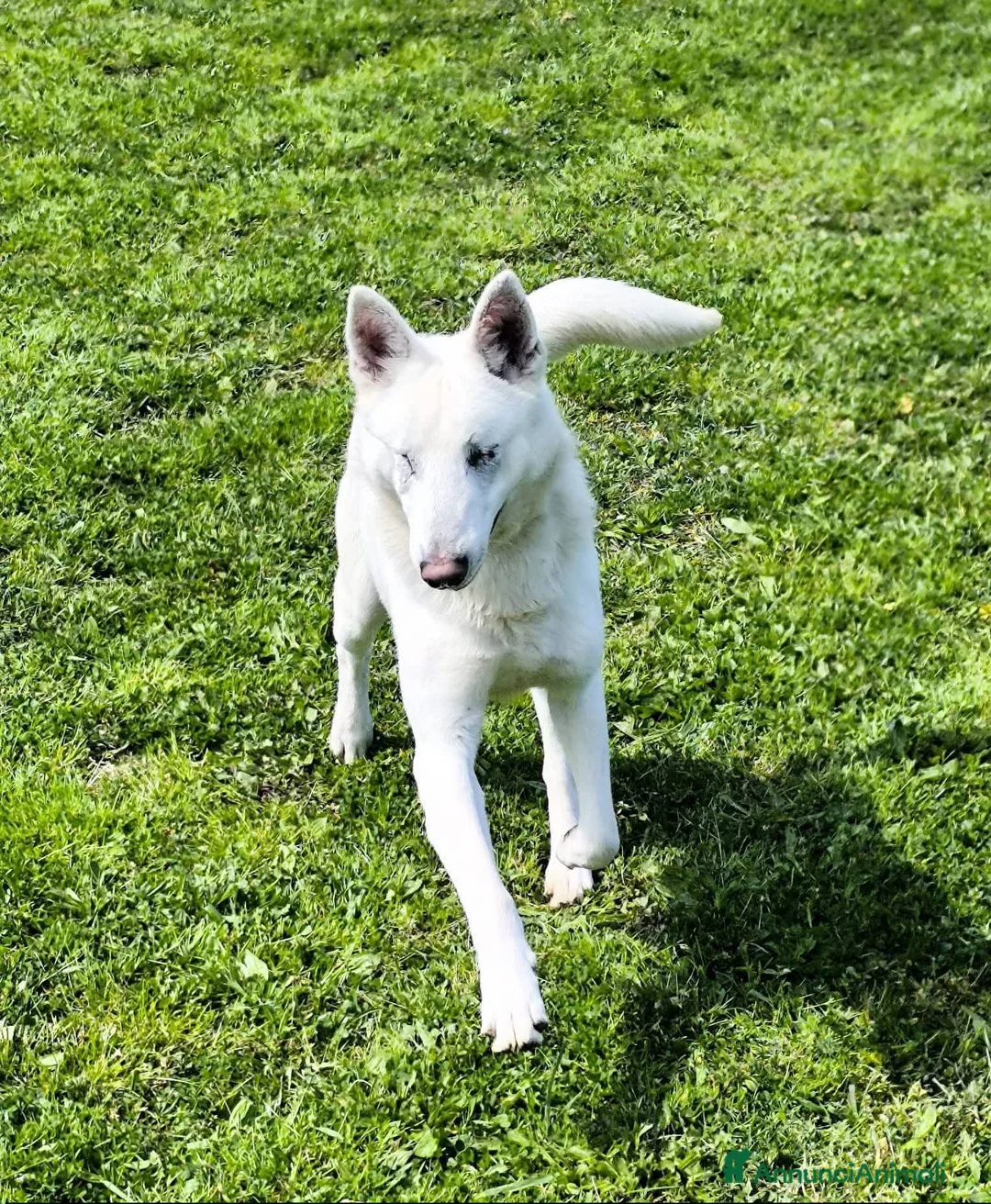 Pastore Svizzero cani in regalo: ADOZ.DEL💔:cucciolone senza occhi ADOZ.SERIA!!!! - Annuncio 2
