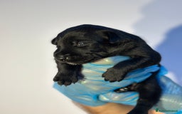 Altre razze cani in regalo: 🆘 CUCCIOLI CERCANO CASA  - Immagine 9