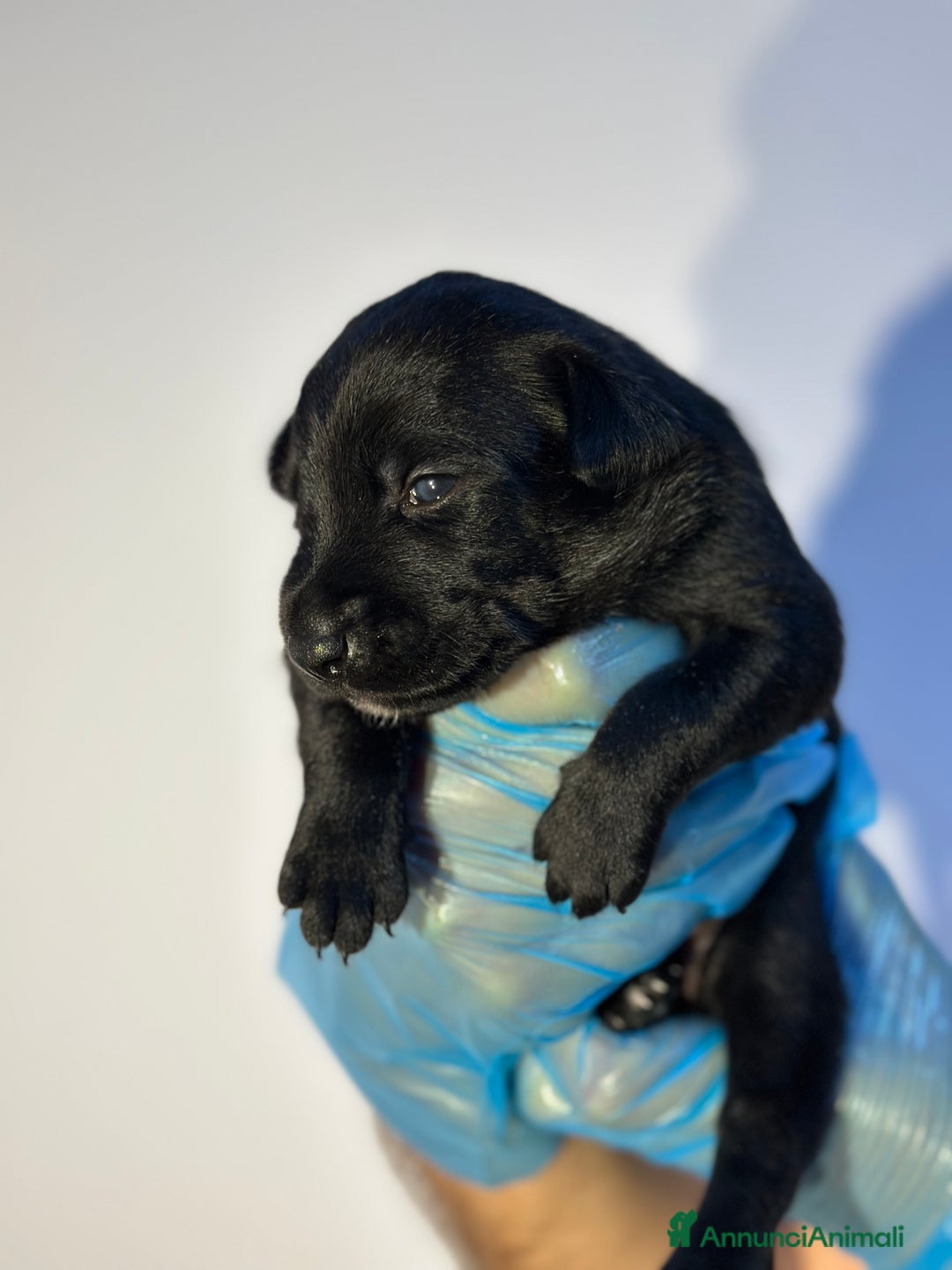 Altre razze cani in regalo: 🆘 CUCCIOLI CERCANO CASA  - Immagine 9
