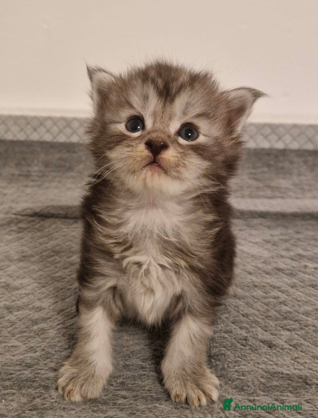 Maine Coon gatti in vendita: Maine Coon  - Annuncio 9