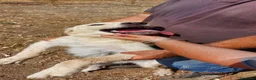 Meticcio cani in regalo: Mix pastorini sui 5mesi IN PERICOLO!!SOS CAGLIARI - Annuncio 6
