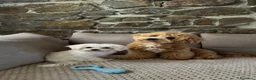 Maltipoo cani per accoppiamento: Cerco una fidanzata a Churro a Provincia di Bergamo - Annuncio 2