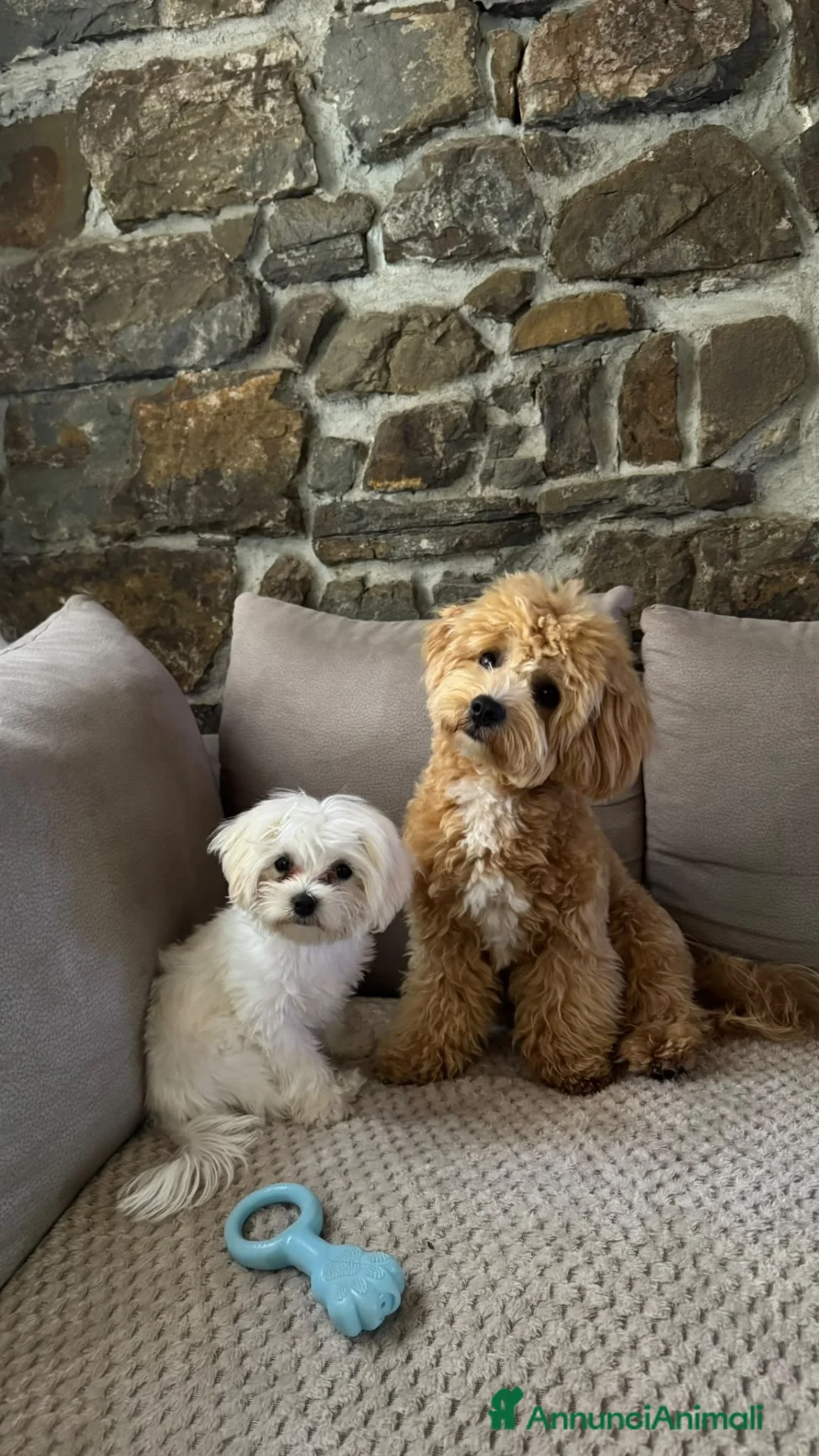Maltipoo cani per accoppiamento: Cerco una fidanzata a Churro a Provincia di Bergamo - Annuncio 2