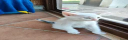 Meticcio gatti in regalo: Gattini adorabili  a Provincia di Caserta - Annuncio 2