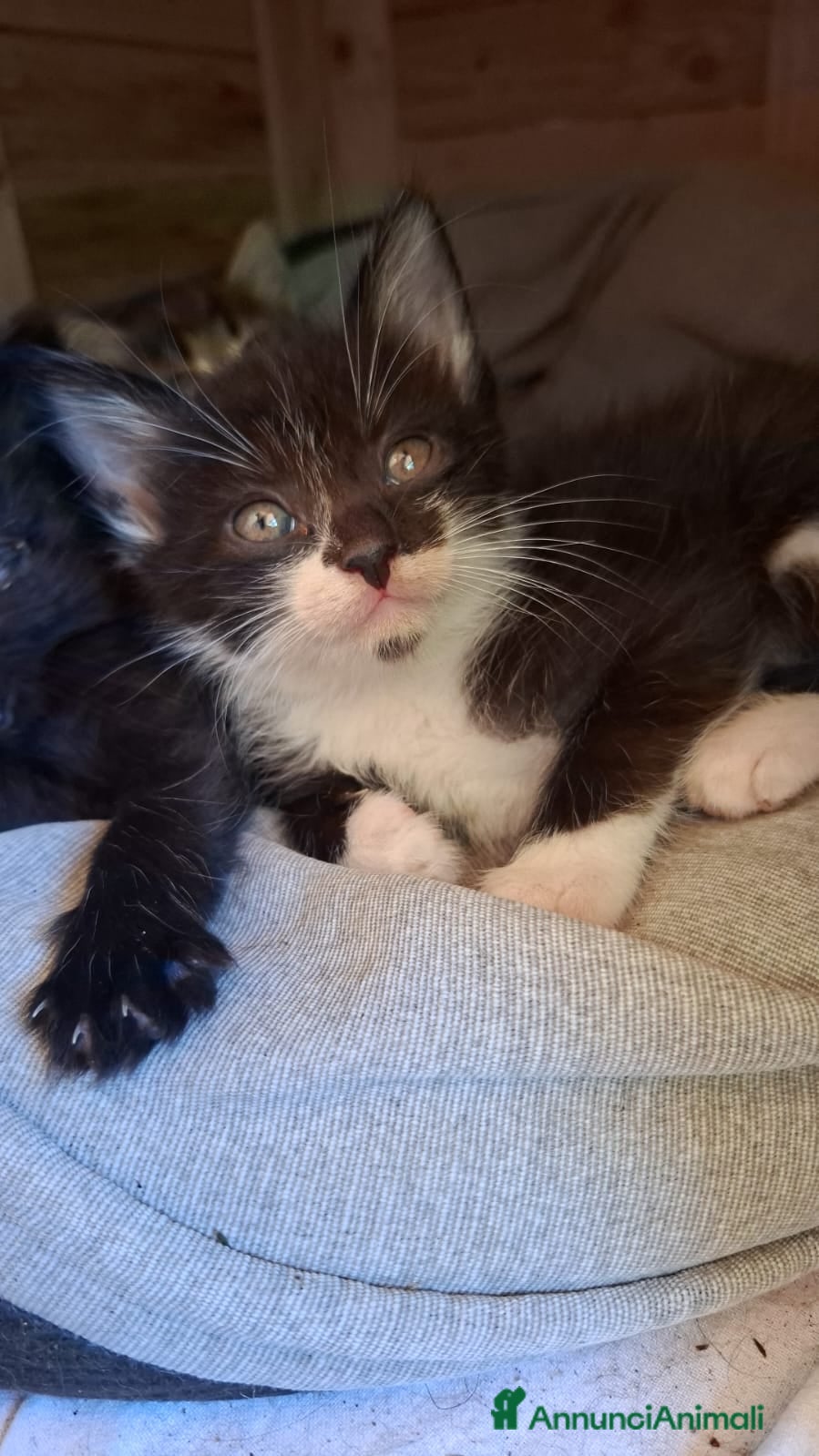 Altre razze gatti in regalo: 4 bellissimi gattini/e vivaci - Annuncio 5