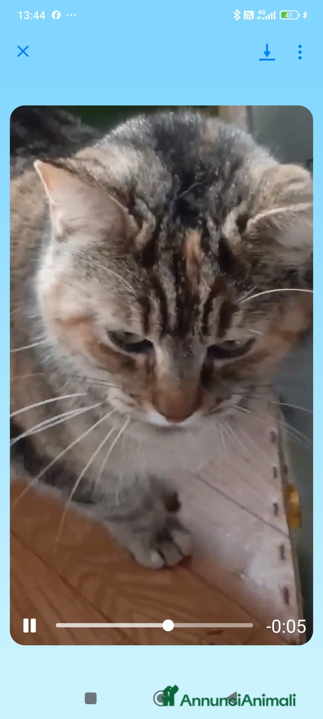 Europeo gatti in regalo: GATTINA IN REGALO - Immagine 3