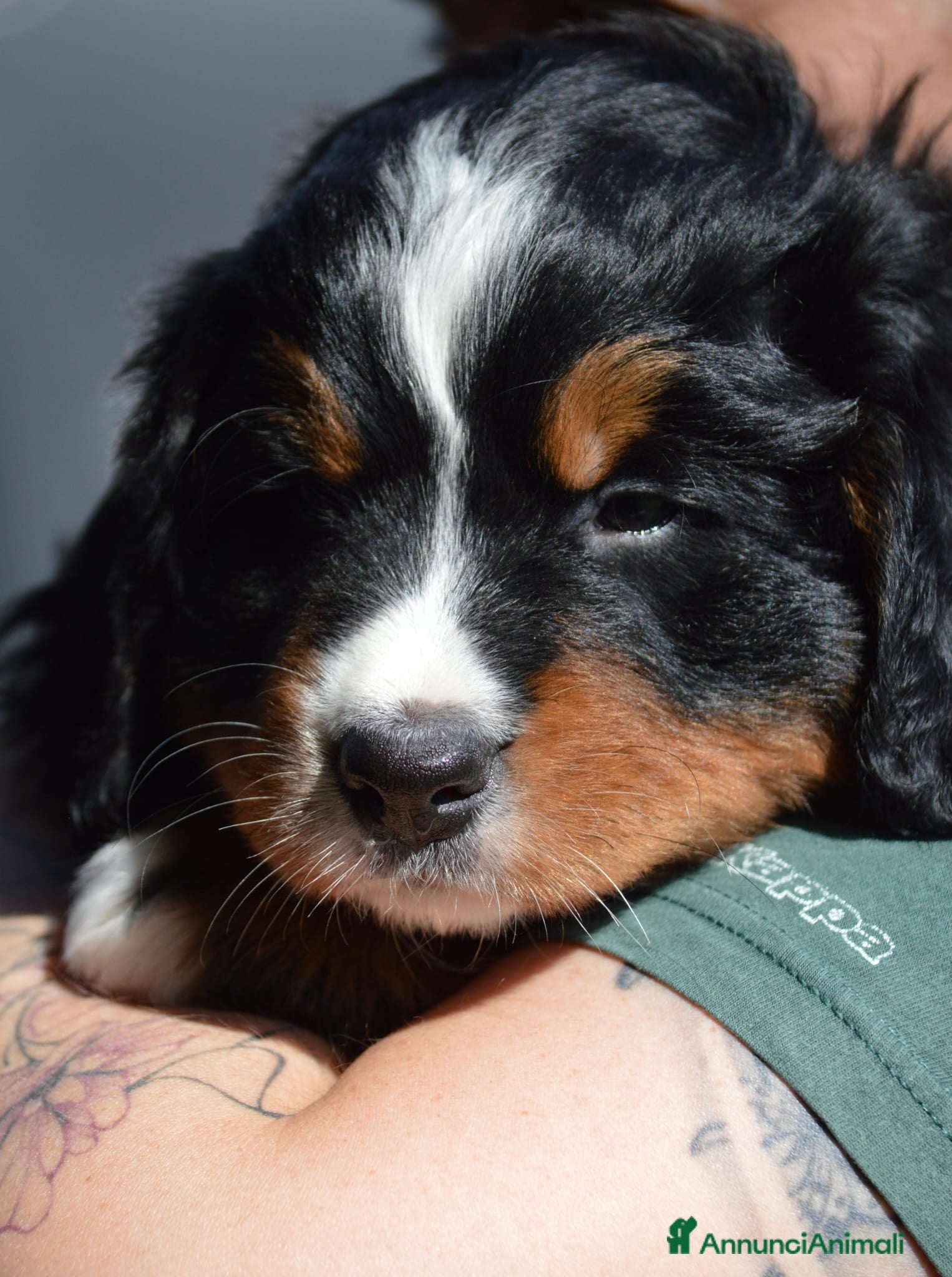 Bovaro del Bernese cani Cucciola bovaro del bernese  - Annuncio 1